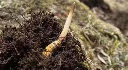  <a href=http://www.1178734b.cn/xinxian/ target=_blank class=infotextkey>鮮冬蟲夏草</a>的多樣食用方法