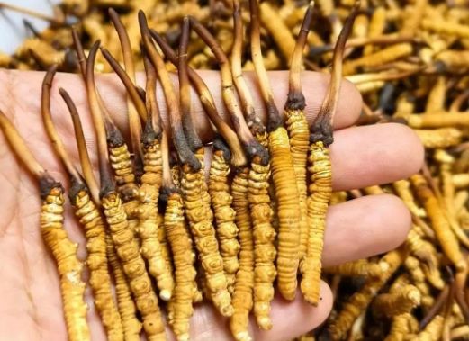 <a href=http://www.1178734b.cn/sdph/zcw/ target=_blank class=infotextkey>珍草王冬蟲夏草</a>是真的嗎？