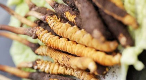 <a href=http://www.1178734b.cn/xinxian/ target=_blank class=infotextkey>鮮冬蟲夏草</a>功效與食用方法詳解