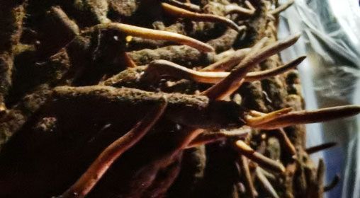 <a href=http://www.1178734b.cn/xinxian/ target=_blank class=infotextkey>新<a href=http://www.1178734b.cn/xinxian/ target=_blank class=infotextkey>鮮冬蟲(chóng)夏草</a></a>的多種食用方法