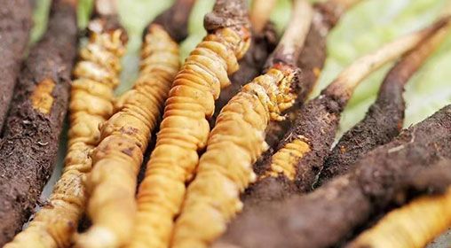 <a href=http://www.1178734b.cn/xinxian/ target=_blank class=infotextkey>新<a href=http://www.1178734b.cn/xinxian/ target=_blank class=infotextkey>鮮冬蟲(chóng)夏草</a></a>怎么洗 