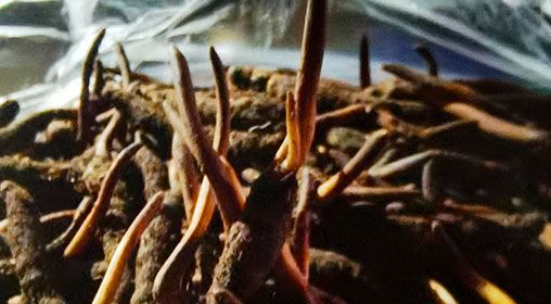 <a href=http://www.1178734b.cn/xinxian/ target=_blank class=infotextkey>新<a href=http://www.1178734b.cn/xinxian/ target=_blank class=infotextkey>鮮冬蟲夏草</a></a>營養有哪些呢