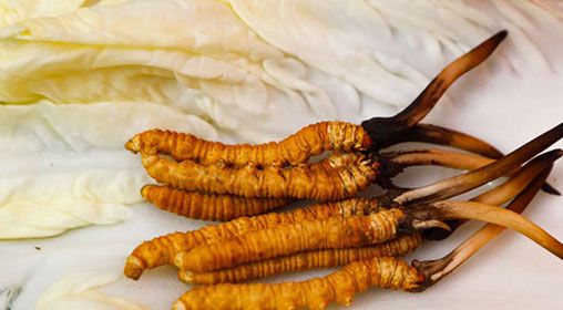 那曲雪域<a href=http://www.1178734b.cn/xinxian/ target=_blank class=infotextkey>新<a href=http://www.1178734b.cn/xinxian/ target=_blank class=infotextkey>鮮冬蟲夏草</a></a>