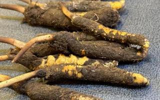 新鮮冬蟲夏草壞了：原因、識別與應(yīng)對策略