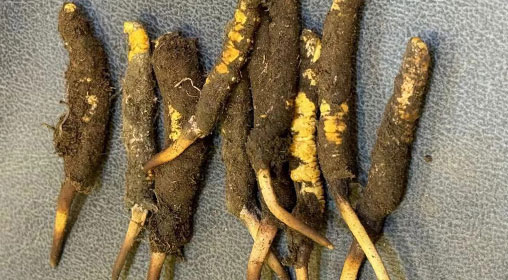 新鮮冬蟲夏草斷草能用嗎