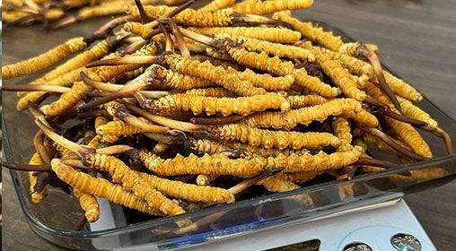 新鮮冬蟲(chóng)夏草的營(yíng)養(yǎng)成分