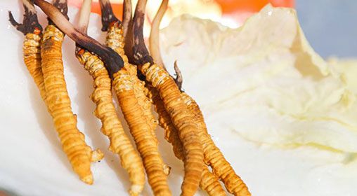 <a href=http://www.1178734b.cn/xinxian/ target=_blank class=infotextkey>新<a href=http://www.1178734b.cn/xinxian/ target=_blank class=infotextkey>鮮冬蟲夏草</a></a>煮飯:滋養身心的雪域珍饈