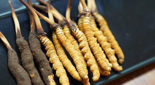 魚翅與<a href=http://www.1178734b.cn/xinxian/ target=_blank class=infotextkey>新<a href=http://www.1178734b.cn/xinxian/ target=_blank class=infotextkey>鮮冬蟲夏草</a></a>