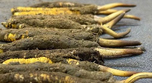 那曲<a href=http://www.1178734b.cn/xinxian/ target=_blank class=infotextkey>新<a href=http://www.1178734b.cn/xinxian/ target=_blank class=infotextkey>鮮冬蟲夏草</a></a>采摘