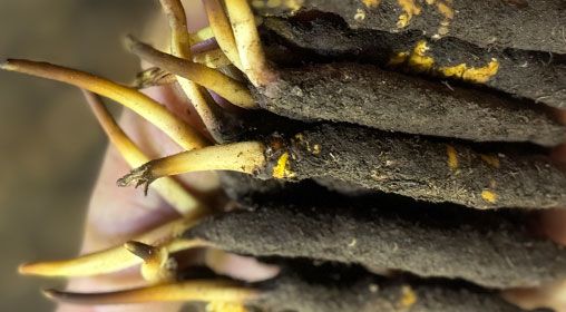 <a href=http://www.1178734b.cn/xinxian/ target=_blank class=infotextkey>新<a href=http://www.1178734b.cn/xinxian/ target=_blank class=infotextkey>鮮冬蟲夏草</a></a>晾曬