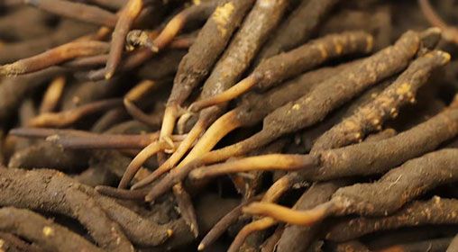 <a href=http://www.1178734b.cn/xinxian/ target=_blank class=infotextkey>新<a href=http://www.1178734b.cn/xinxian/ target=_blank class=infotextkey>鮮冬蟲夏草</a></a>品質