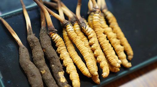 <a href=http://www.1178734b.cn/xinxian/ target=_blank class=infotextkey>新<a href=http://www.1178734b.cn/xinxian/ target=_blank class=infotextkey>鮮冬蟲夏草</a></a>做菜