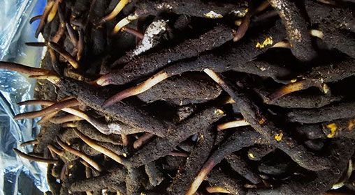 <a href=http://www.1178734b.cn/xinxian/ target=_blank class=infotextkey>新<a href=http://www.1178734b.cn/xinxian/ target=_blank class=infotextkey>鮮冬蟲夏草</a></a>產地