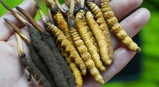 <a href=http://www.1178734b.cn/xinxian/ target=_blank class=infotextkey>新<a href=http://www.1178734b.cn/xinxian/ target=_blank class=infotextkey>鮮冬蟲夏草</a></a>服用