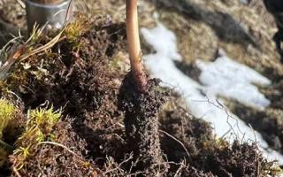 蟲草的營養價值：科學解讀"軟黃金"的神奇功效