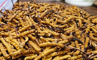 生命禁區綻放的奇跡：冬蟲夏草的生長密碼