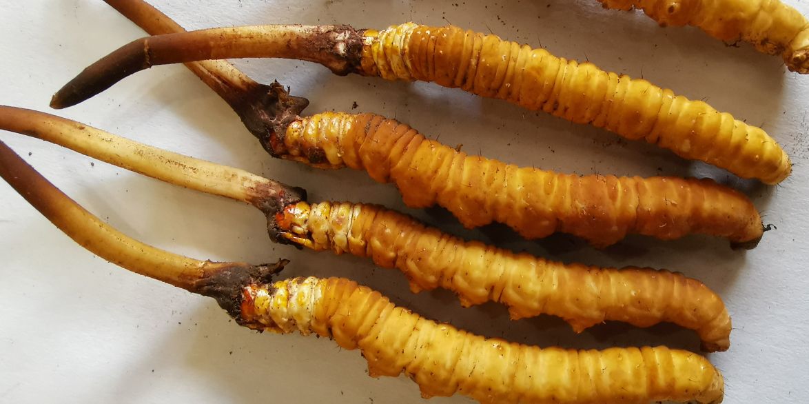 冬蟲夏草泡酒最佳配方：滋補養生，強身健體