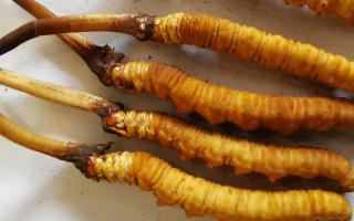 冬蟲夏草泡酒最佳配方：滋補養生，強身健體