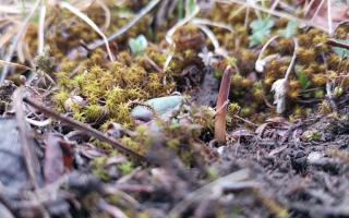 冬蟲(chóng)夏草頭期干貨：黃金品質(zhì)的奧秘