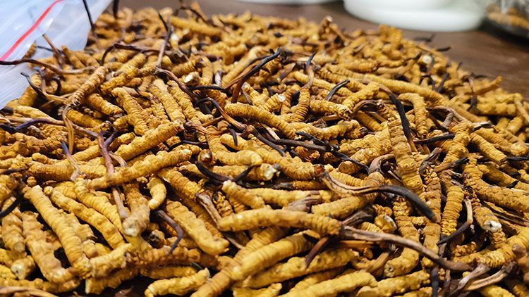 深圳<a href=http://www.1178734b.cn/zhengce/ target=_blank class=infotextkey>冬蟲夏草交易</a>市場：南中國蟲草貿(mào)易的黃金樞紐