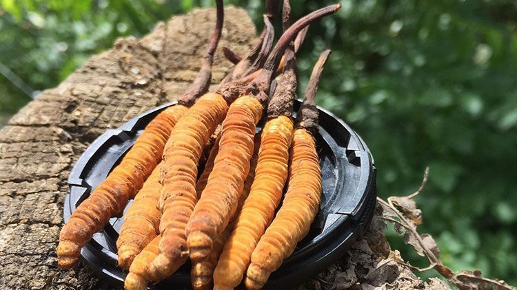 蟲草是什么?揭秘"軟黃金"的奧秘