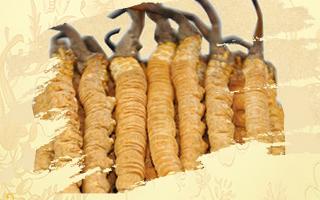 冬蟲夏草御寒效果好嗎？科學解讀其抗寒機制