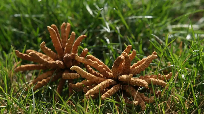 回收<a href=http://www.1178734b.cn/jiage/ target=_blank class=infotextkey>冬蟲夏草多少錢</a>