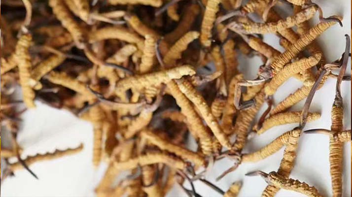 冬蟲夏草產地都有哪些