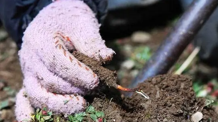 冬蟲夏草什么季節采挖