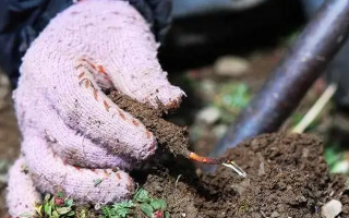 冬蟲夏草什么季節采挖