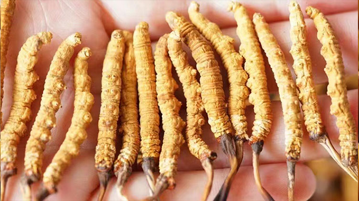 正宗冬蟲夏草主產地探秘