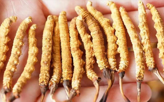 正宗冬蟲夏草主產地探秘