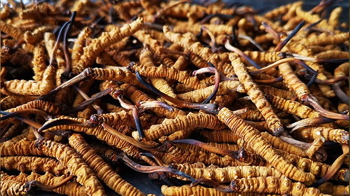 <a href=http://www.1178734b.cn/xinxian/ target=_blank class=infotextkey>新<a href=http://www.1178734b.cn/xinxian/ target=_blank class=infotextkey>鮮冬蟲夏草</a></a>曬干全攻略:留住營養的科學方法