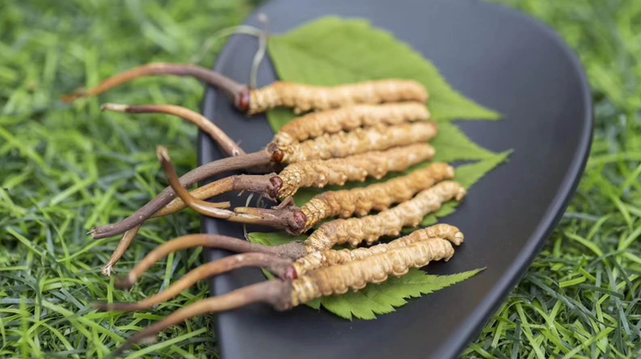 <a href=http://www.1178734b.cn/xinxian/ target=_blank class=infotextkey>鮮冬蟲夏草價格</a>揭秘：一根究竟值多少錢？