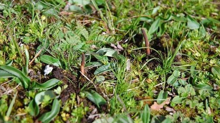 冬蟲(chóng)夏草干鮮之選：多維對(duì)比助你抉擇