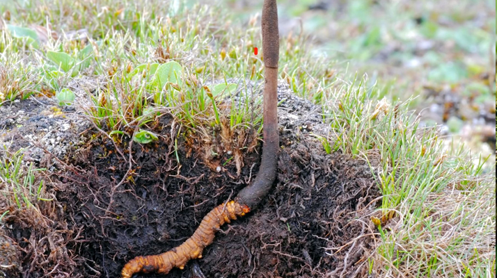 新鮮冬蟲夏草辨別指南：四招識破真偽優劣
