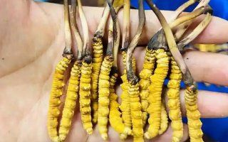 探秘新鮮冬蟲夏草價格密碼