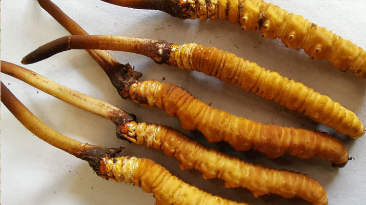 冬蟲夏草鮮草保質期全解析：科學儲存鎖住營養