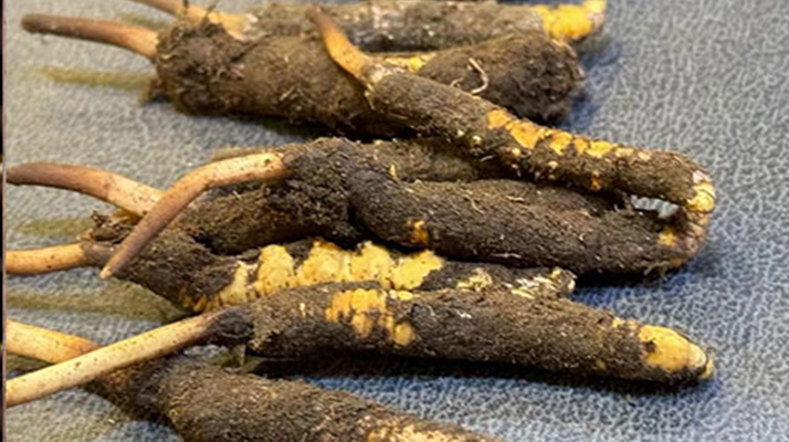 冬蟲夏草鮮草怎么吃?科學用量指南