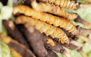 冬蟲夏草鮮草能存多久？保存時長全解析