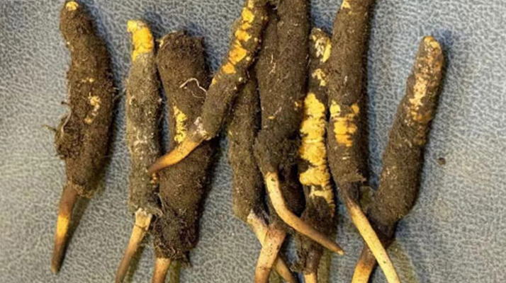 探秘那曲<a href=http://www.1178734b.cn/xinxian/ target=_blank class=infotextkey>鮮冬蟲夏草</a>的神奇功效