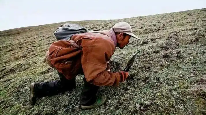 西藏冬蟲夏草最大產(chǎn)地：那曲，自然饋贈的珍寶之地