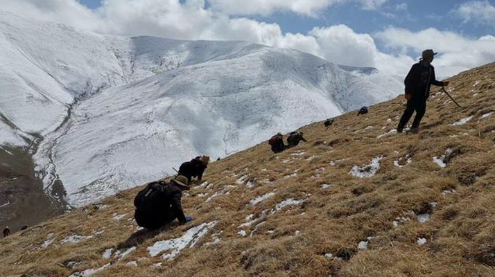 采挖新鮮冬蟲夏草合法嗎？