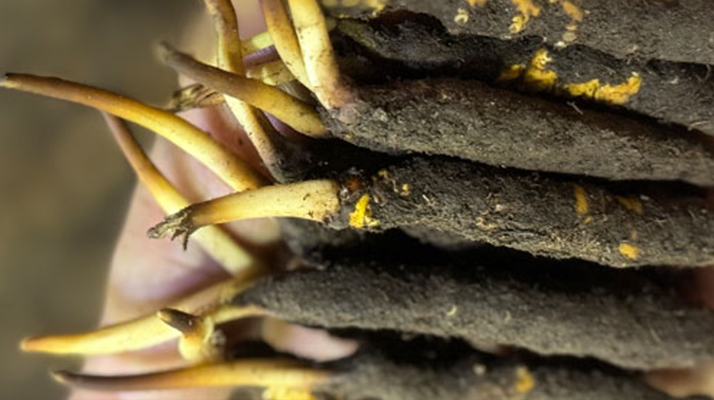 10 支裝<a href=http://www.1178734b.cn/xinxian/ target=_blank class=infotextkey>鮮冬蟲夏草價格</a>分析