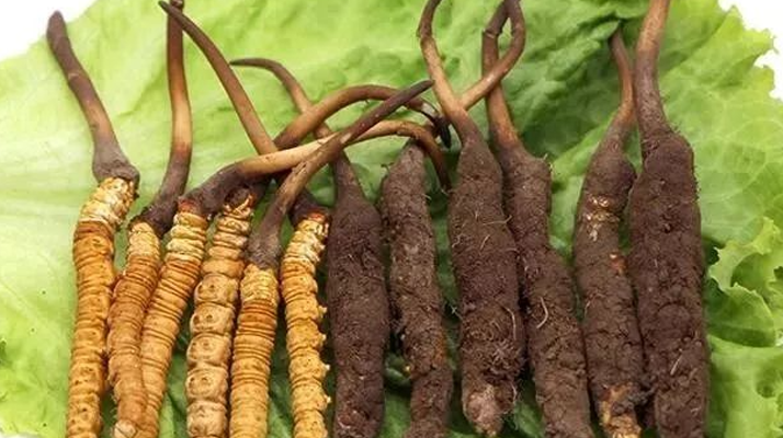 冬蟲夏草保鮮全攻略:鎖住精華的科學儲存指南