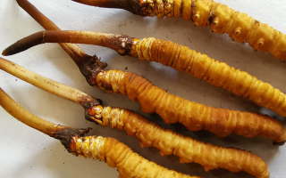 冰鮮冬蟲(chóng)夏草價(jià)格探秘：價(jià)值與市場(chǎng)因素的深度剖析