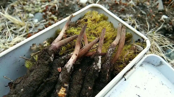 冬蟲夏草鮮草季:邂逅高原至寶,開啟健康滋養(yǎng)新體驗(yàn)