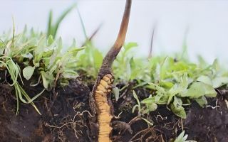 冬蟲夏草鮮草：鮮活的生命力，至臻的養生之選