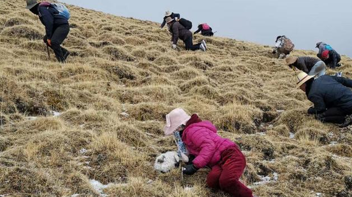 冬蟲夏草鮮草:產地與采收月份探秘