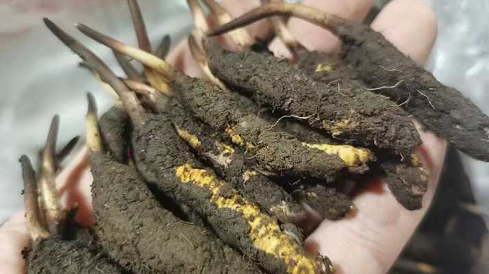 4月:新鮮冬蟲夏草批發正當時